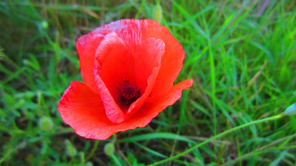 Mohn